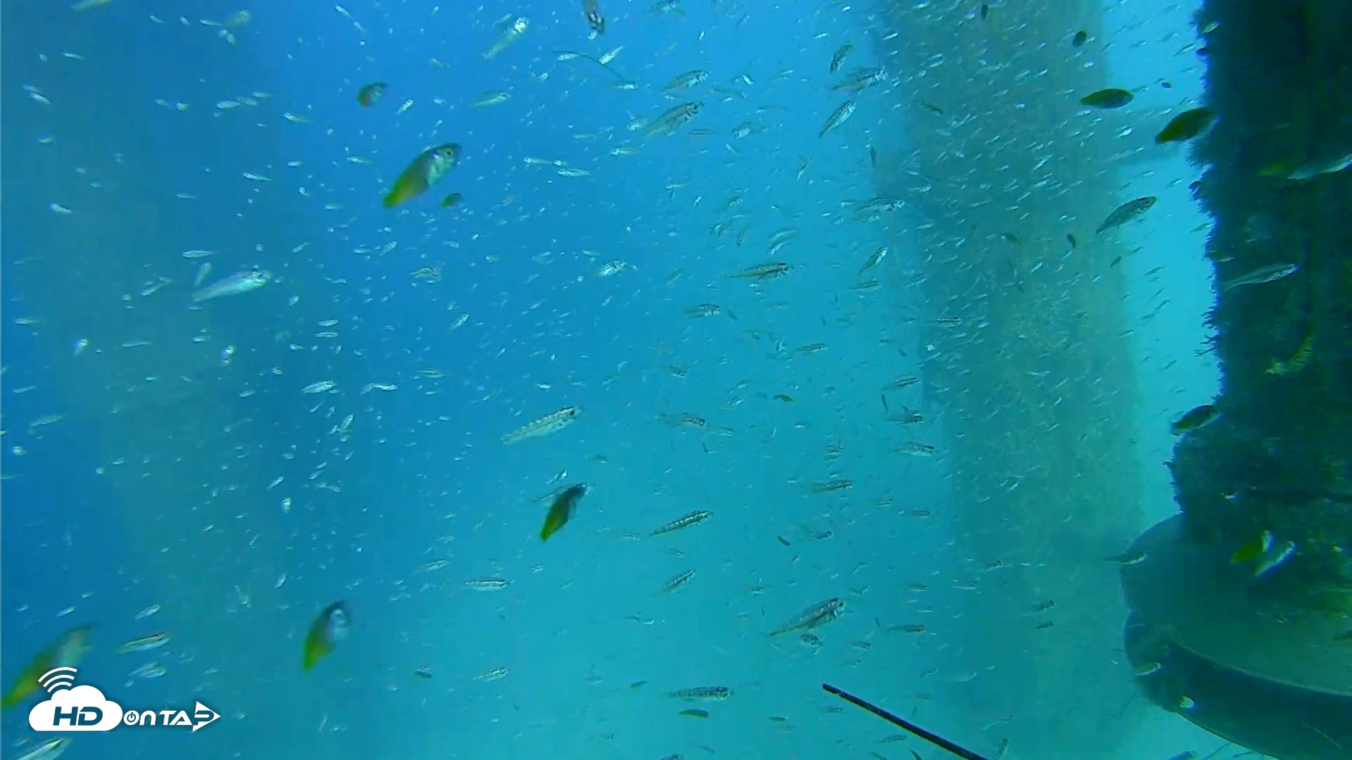 Snapshot of Scripps Pier Underwater Live Webcam taken Aug 7, 2026, 4:58pm PDT