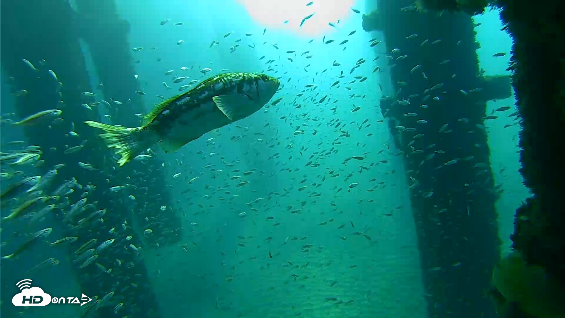 Snapshot of Scripps Pier Underwater Live Webcam taken Oct 7, 2026, 8:29am PDT