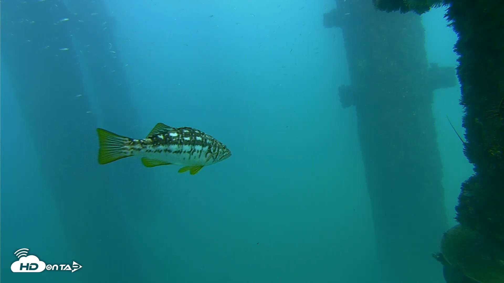 Snapshot of Scripps Pier Underwater Live Webcam taken Oct 8, 2026, 4:47pm PDT
