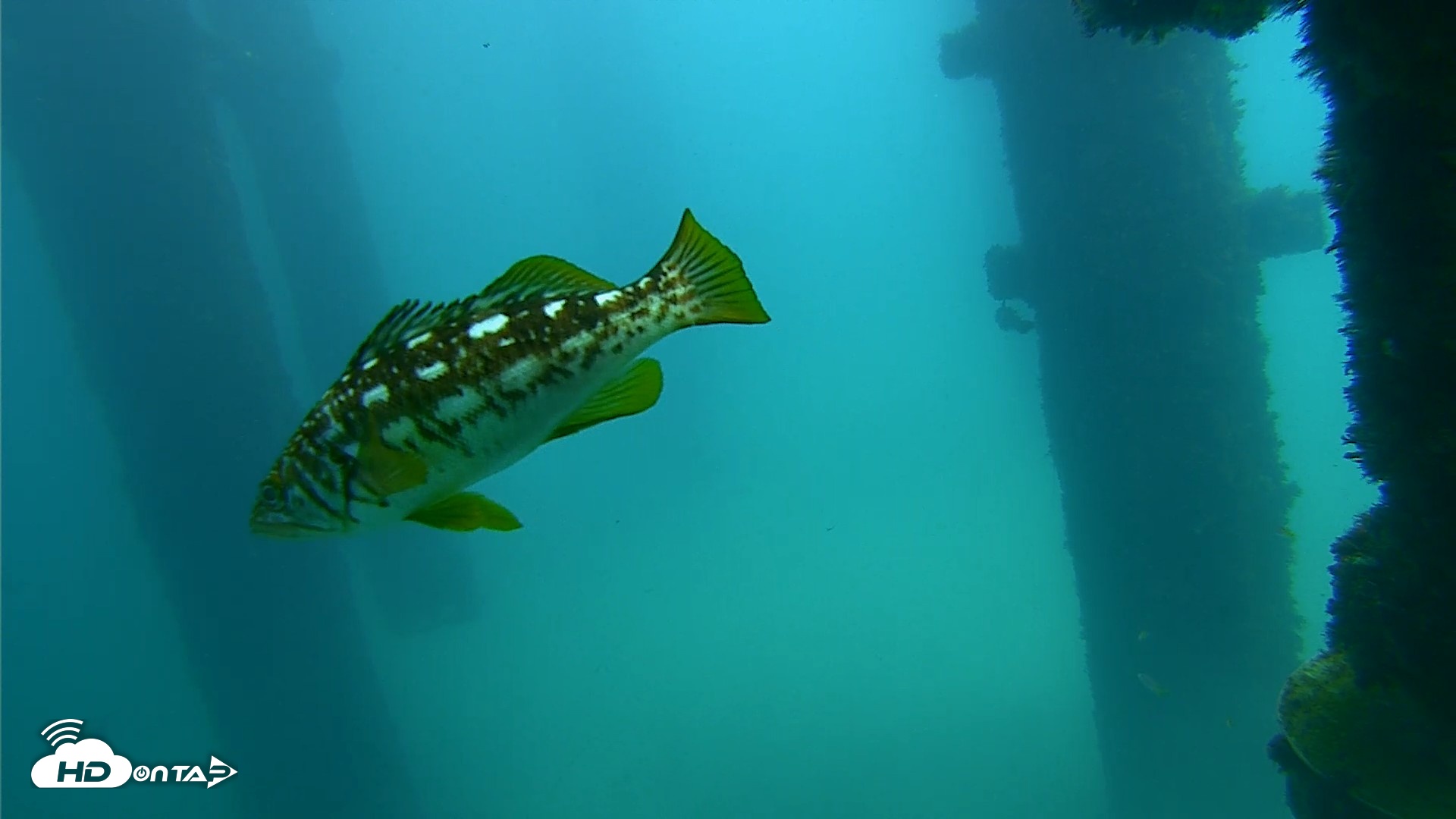 Snapshot of Scripps Pier Underwater Live Webcam taken Sep 23, 2026, 12:40pm PDT