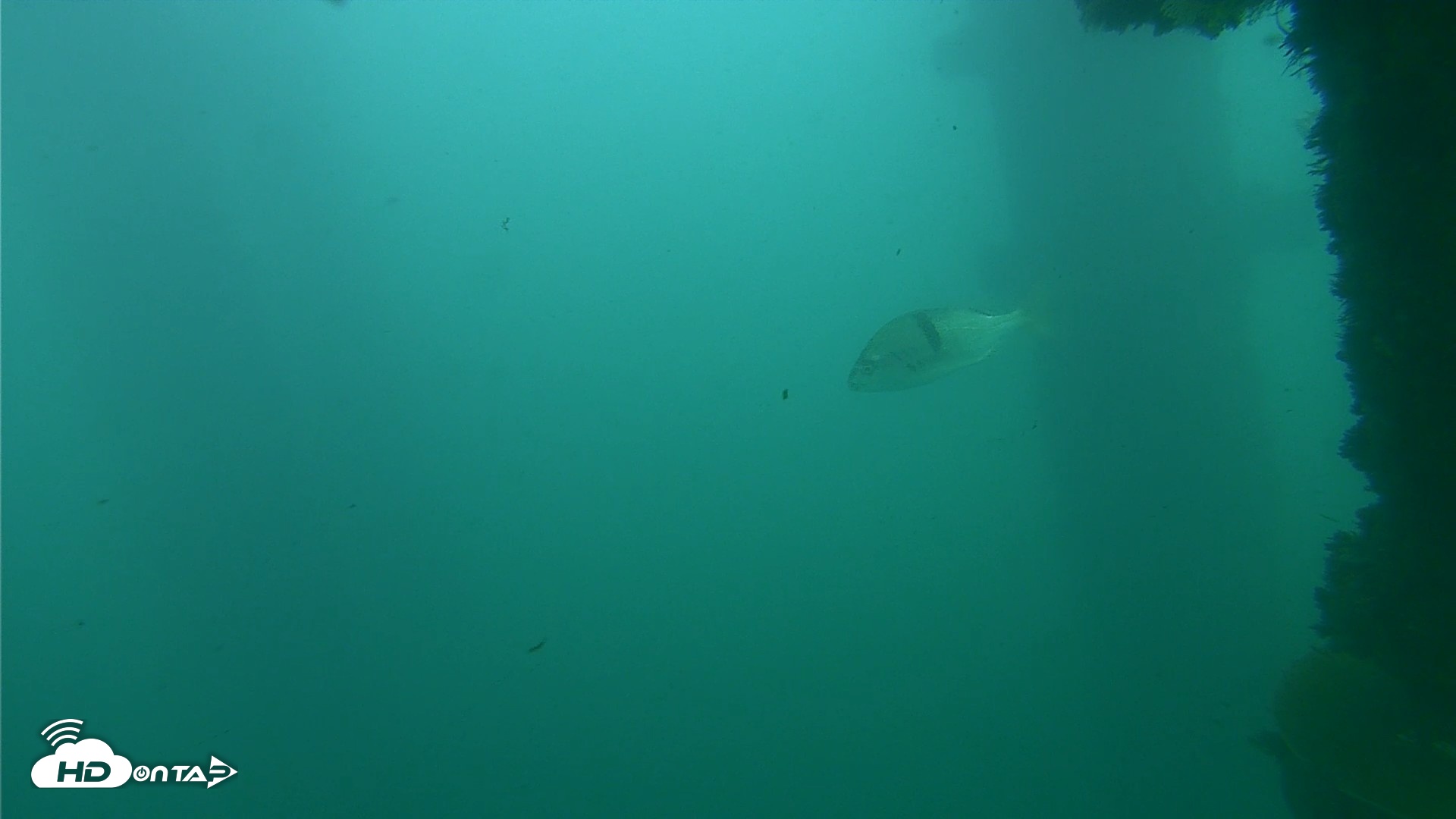 Snapshot of Scripps Pier Underwater Live Webcam taken Oct 12, 2026, 4:13pm PDT