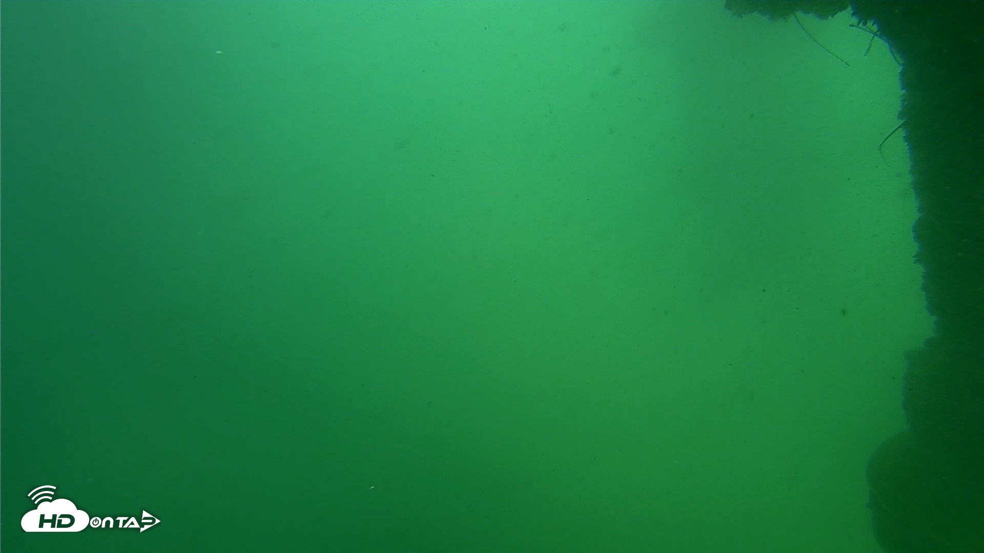 Snapshot of Scripps Pier Underwater Live Webcam taken Sep 29, 2026, 1:44pm PDT