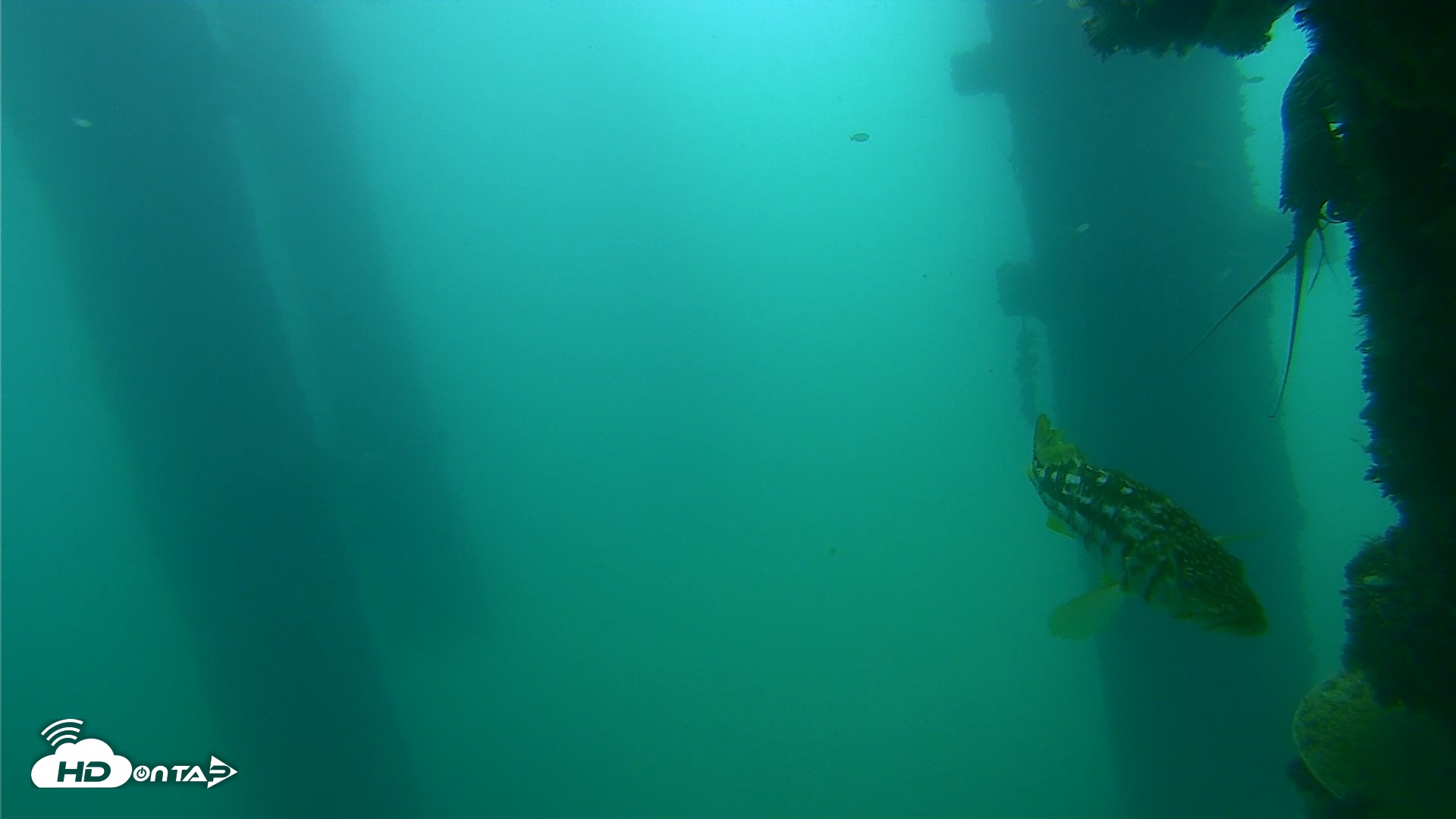 Snapshot of Scripps Pier Underwater Live Webcam taken Sep 18, 2026, 10:45am PDT