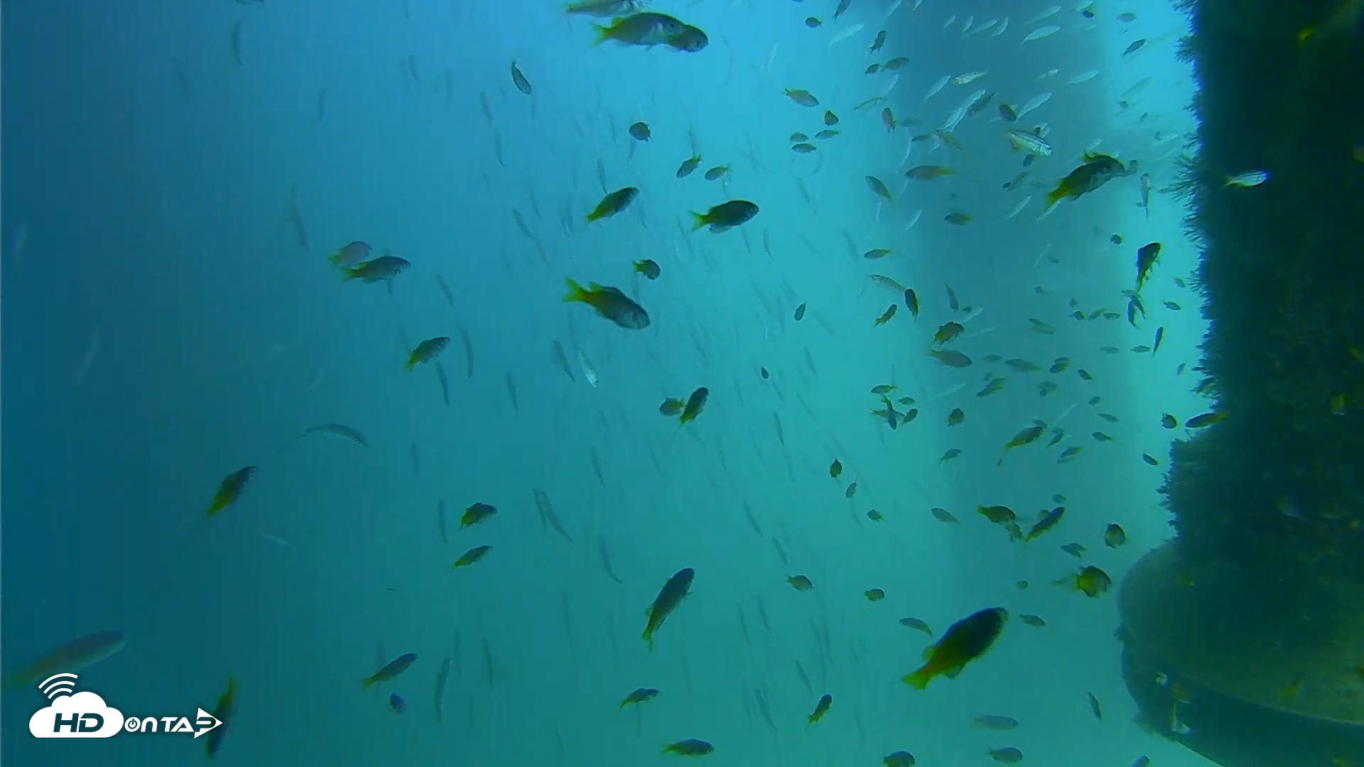 Snapshot of Scripps Pier Underwater Live Webcam taken Aug 26, 2026, 2:23pm PDT