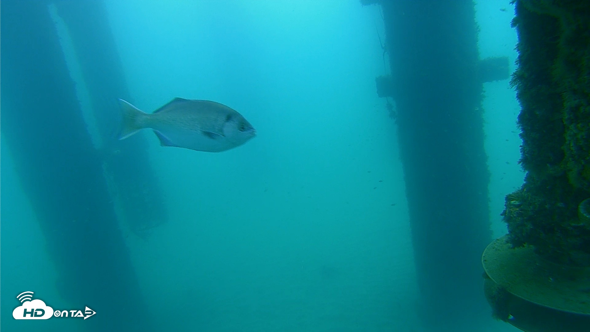Snapshot of Scripps Pier Underwater Live Webcam taken Aug 25, 2026, 7:22am PDT