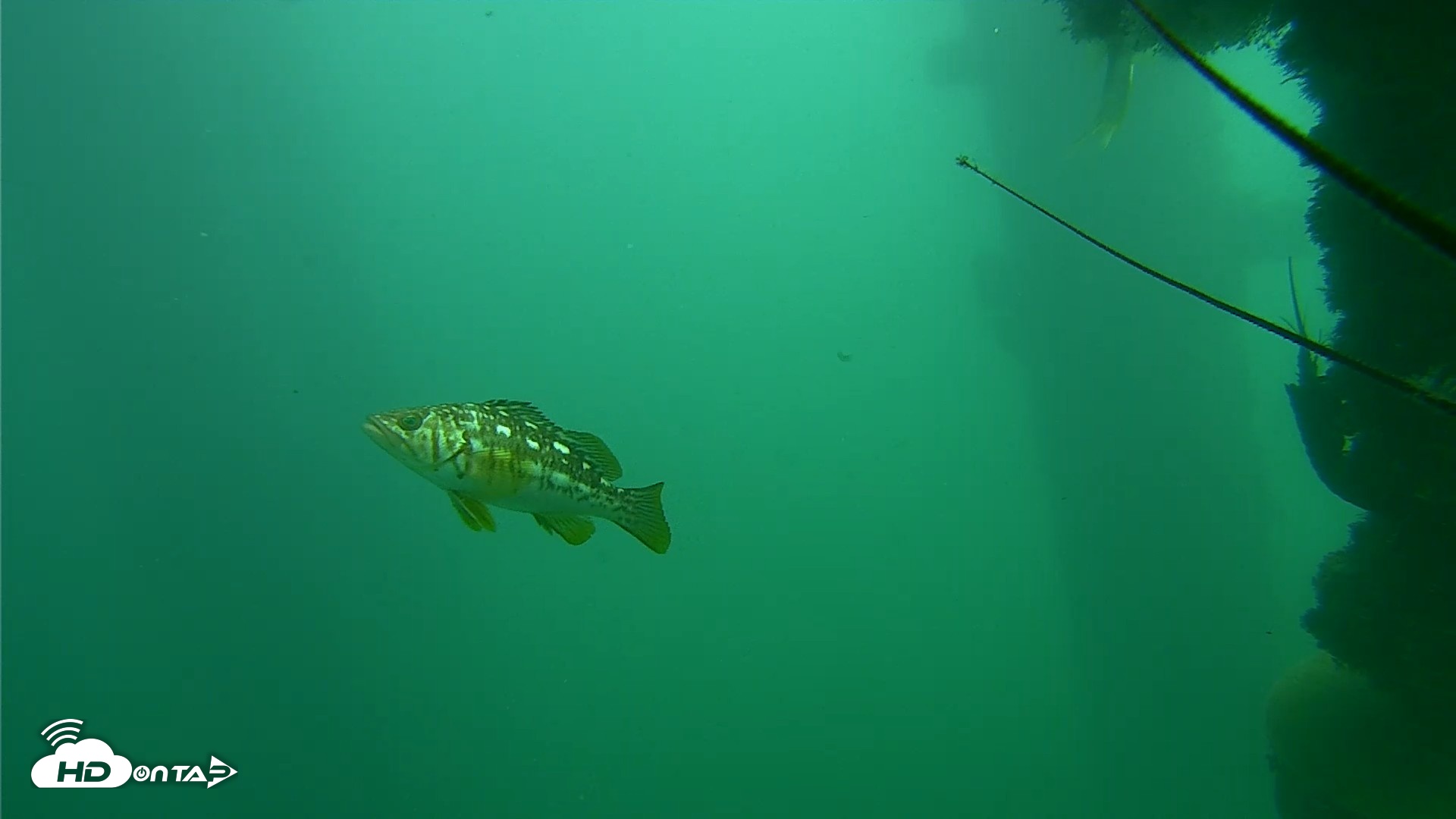 Snapshot of Scripps Pier Underwater Live Webcam taken Oct 23, 2026, 1:04pm PDT