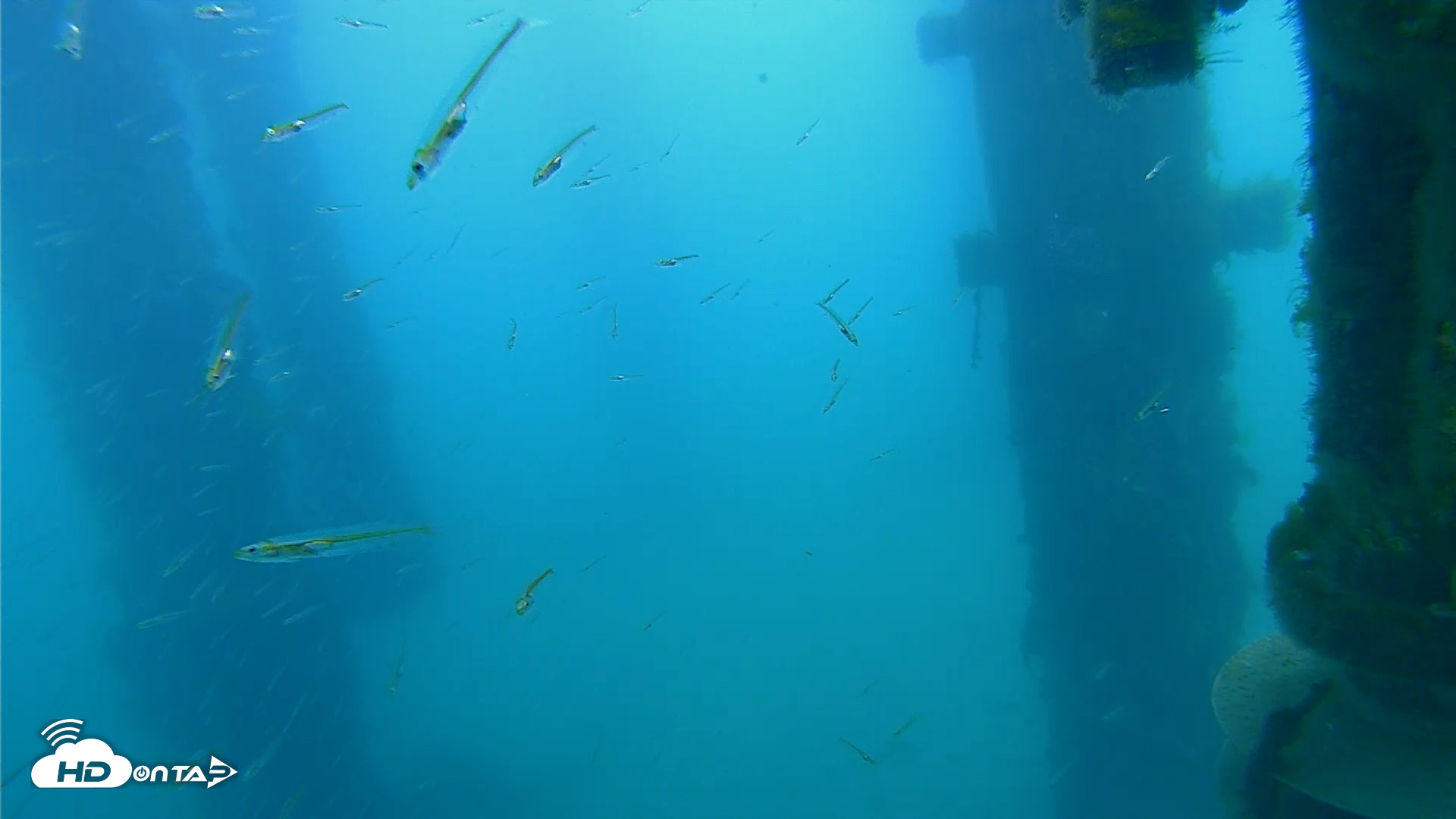 Snapshot of Scripps Pier Underwater Live Webcam taken Mar 22, 2026, 10:06am PDT