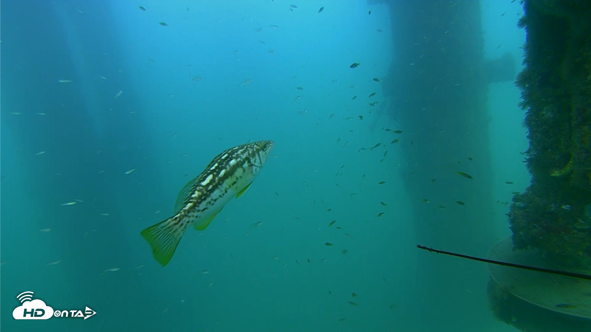 Snapshot of Scripps Pier Underwater Live Webcam taken Aug 14, 2026, 6:04pm PDT