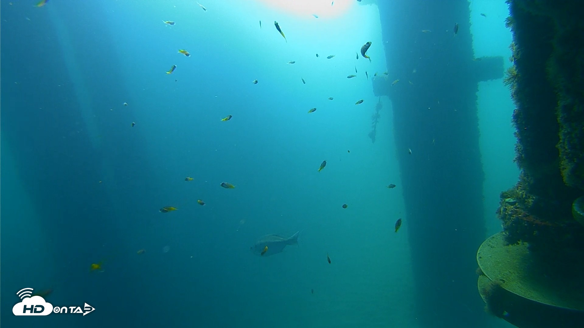 Snapshot of Scripps Pier Underwater Live Webcam taken Aug 25, 2026, 8:56am PDT