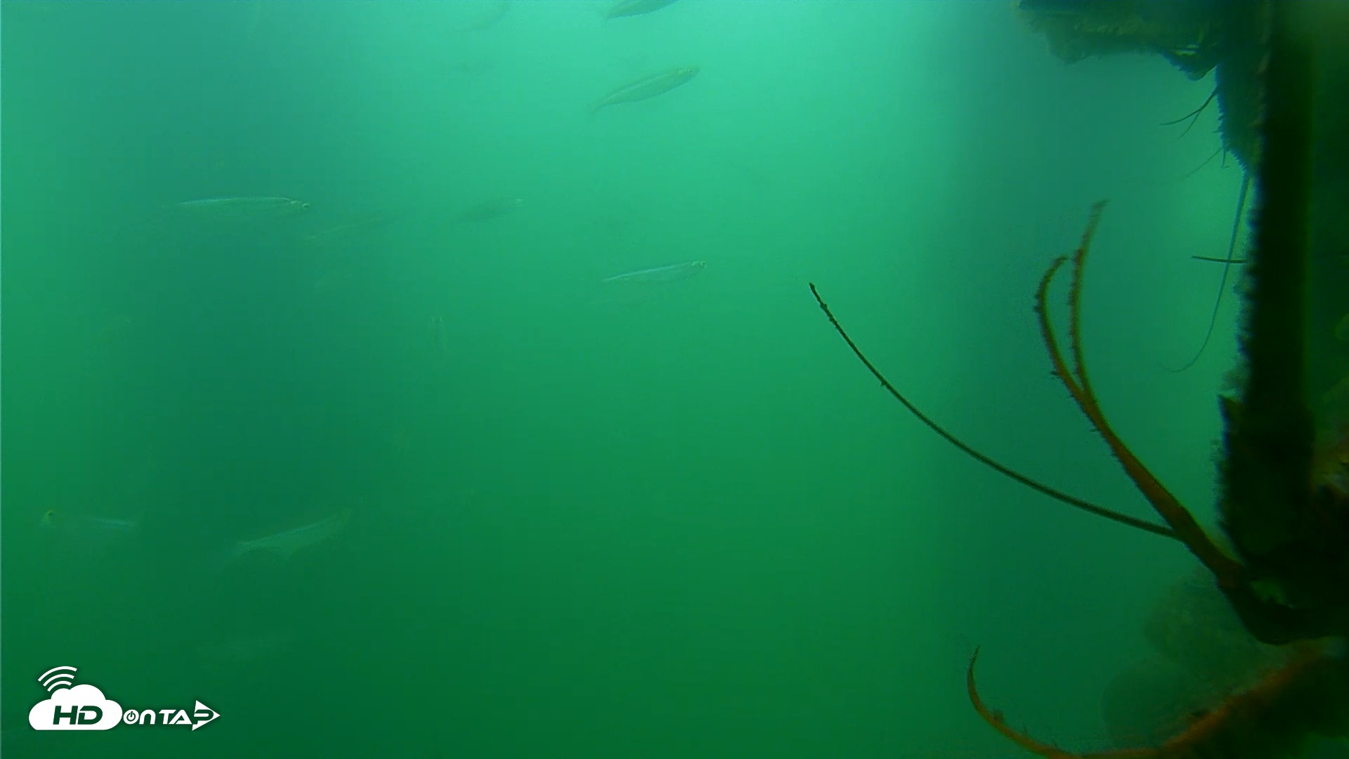 Snapshot of Scripps Pier Underwater Live Webcam taken Jul 11, 2025, 8:05am PDT