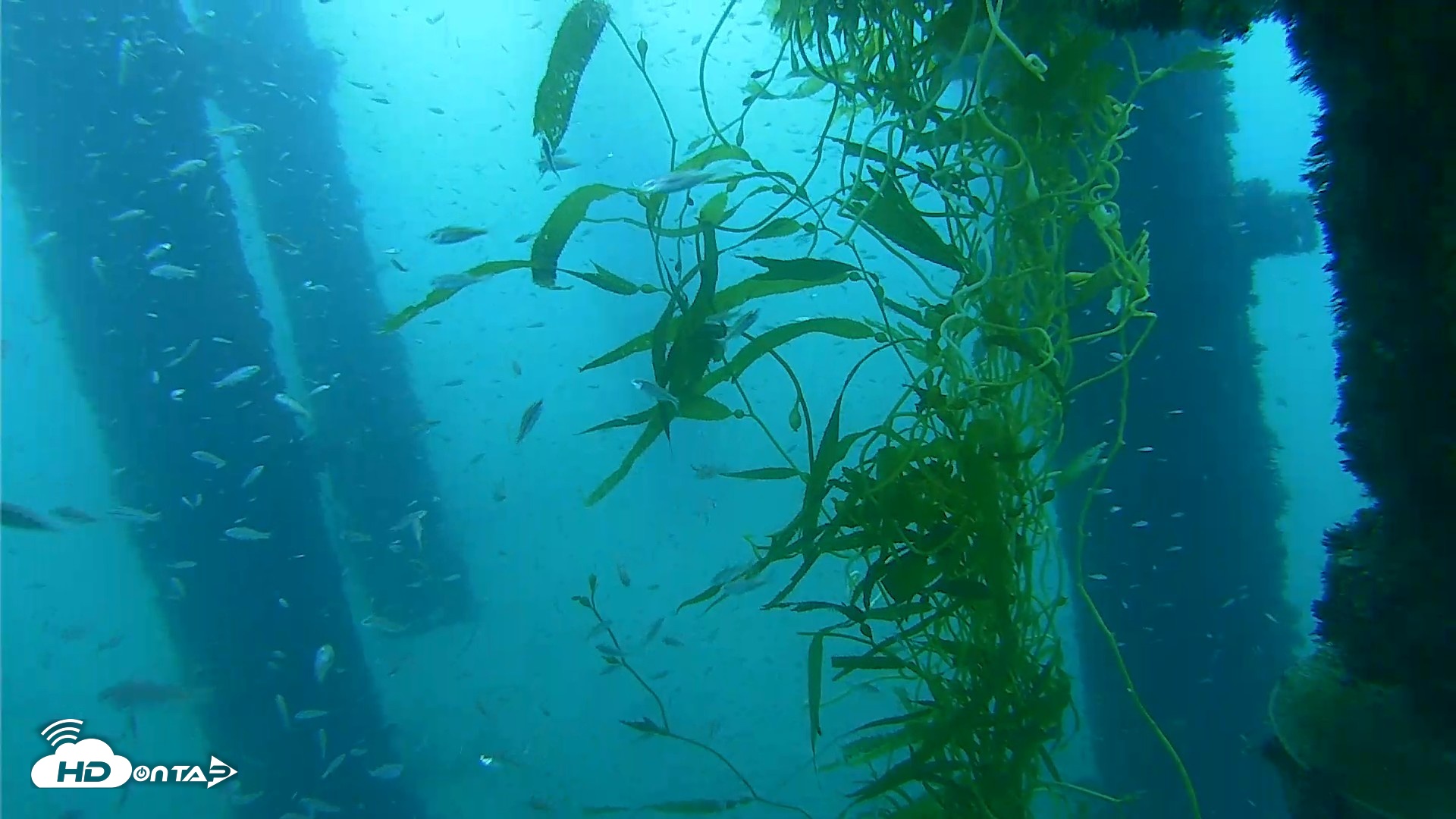 Snapshot of Scripps Pier Underwater Live Webcam taken Oct 6, 2026, 7:25am PDT