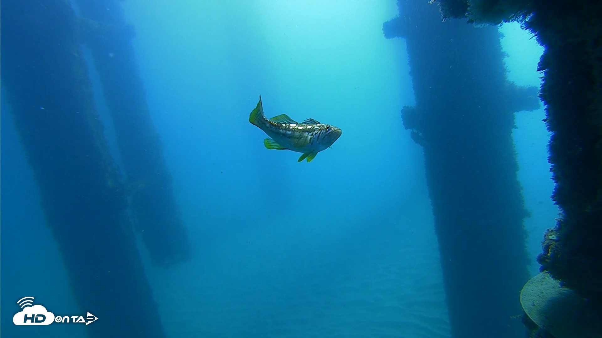 Snapshot of Scripps Pier Underwater Live Webcam taken Oct 21, 2026, 10:05am PDT