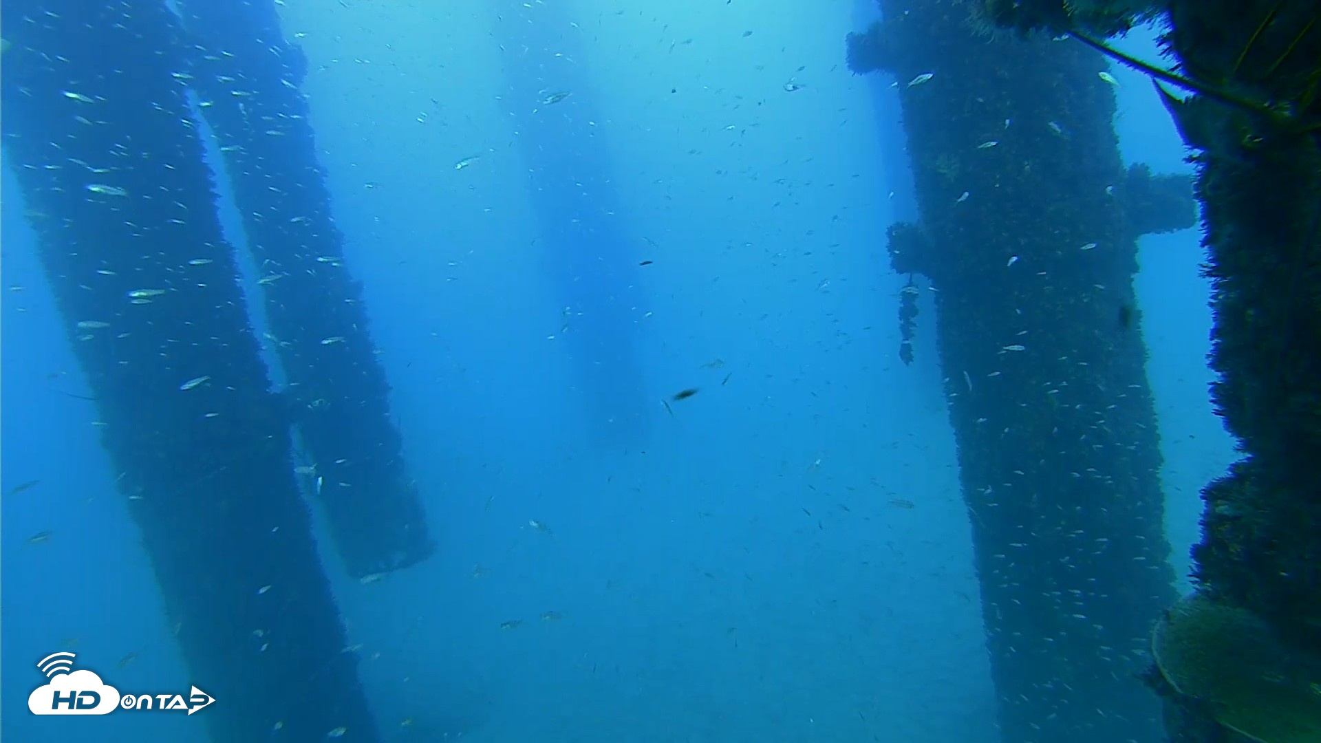 Snapshot of Scripps Pier Underwater Live Webcam taken Oct 7, 2026, 5:55pm PDT