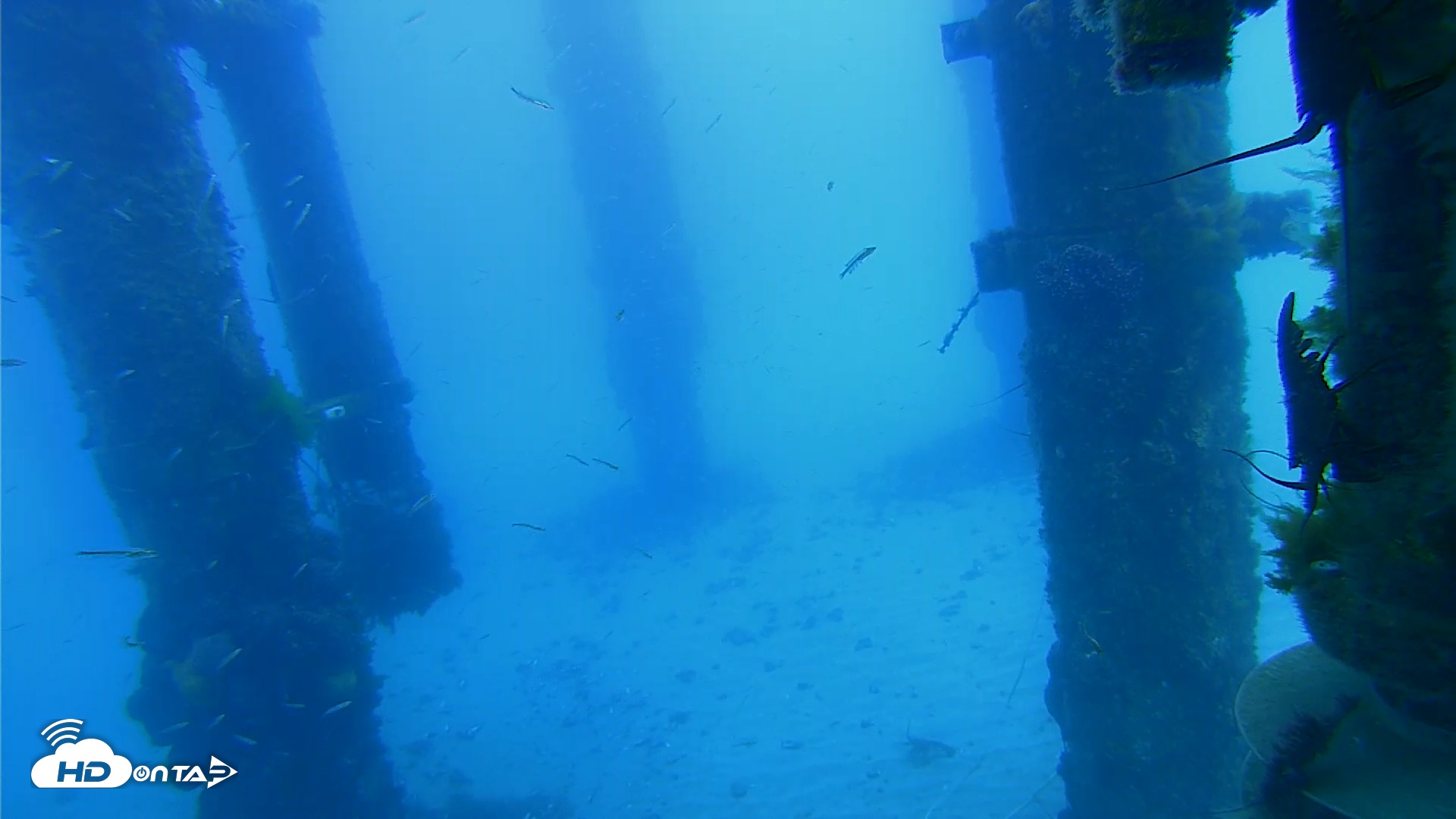Snapshot of Scripps Pier Underwater Live Webcam taken Mar 31, 2026, 10:46am PDT
