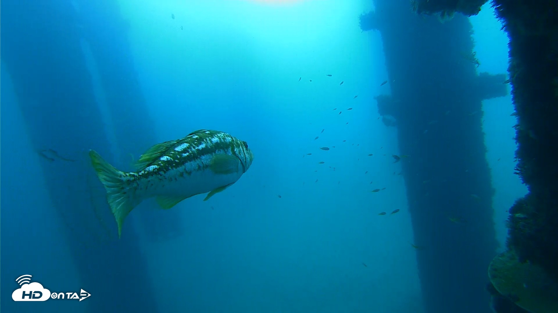 Snapshot of Scripps Pier Underwater Live Webcam taken Sep 19, 2026, 9:08am PDT