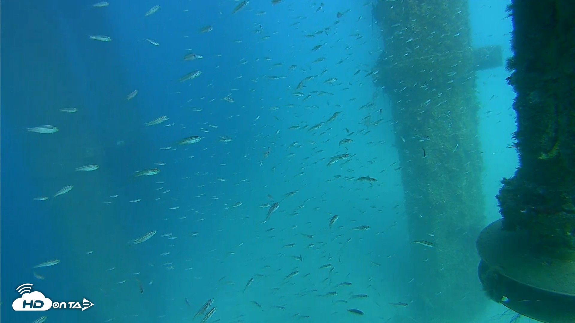 Snapshot of Scripps Pier Underwater Live Webcam taken Aug 7, 2026, 4:00pm PDT