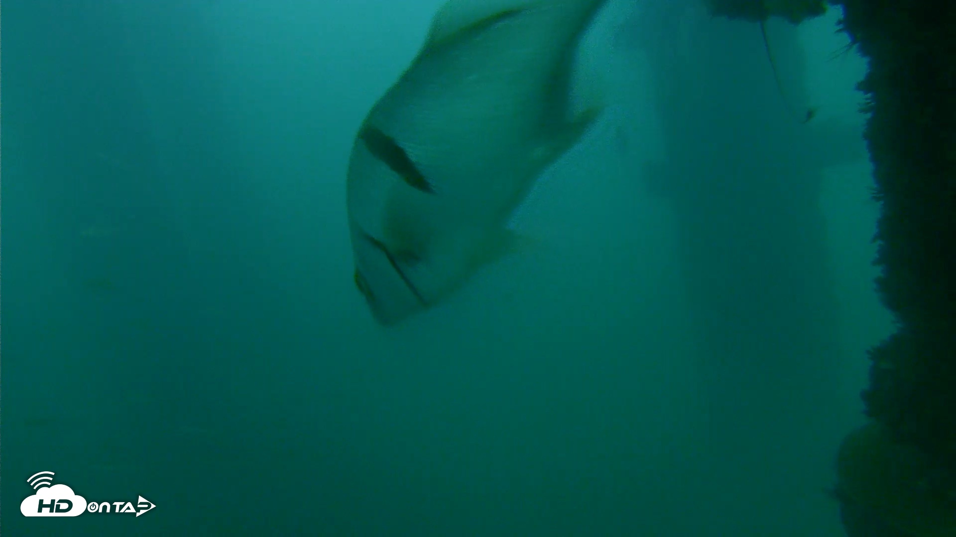 Snapshot of Scripps Pier Underwater Live Webcam taken Oct 11, 2026, 7:07am PDT