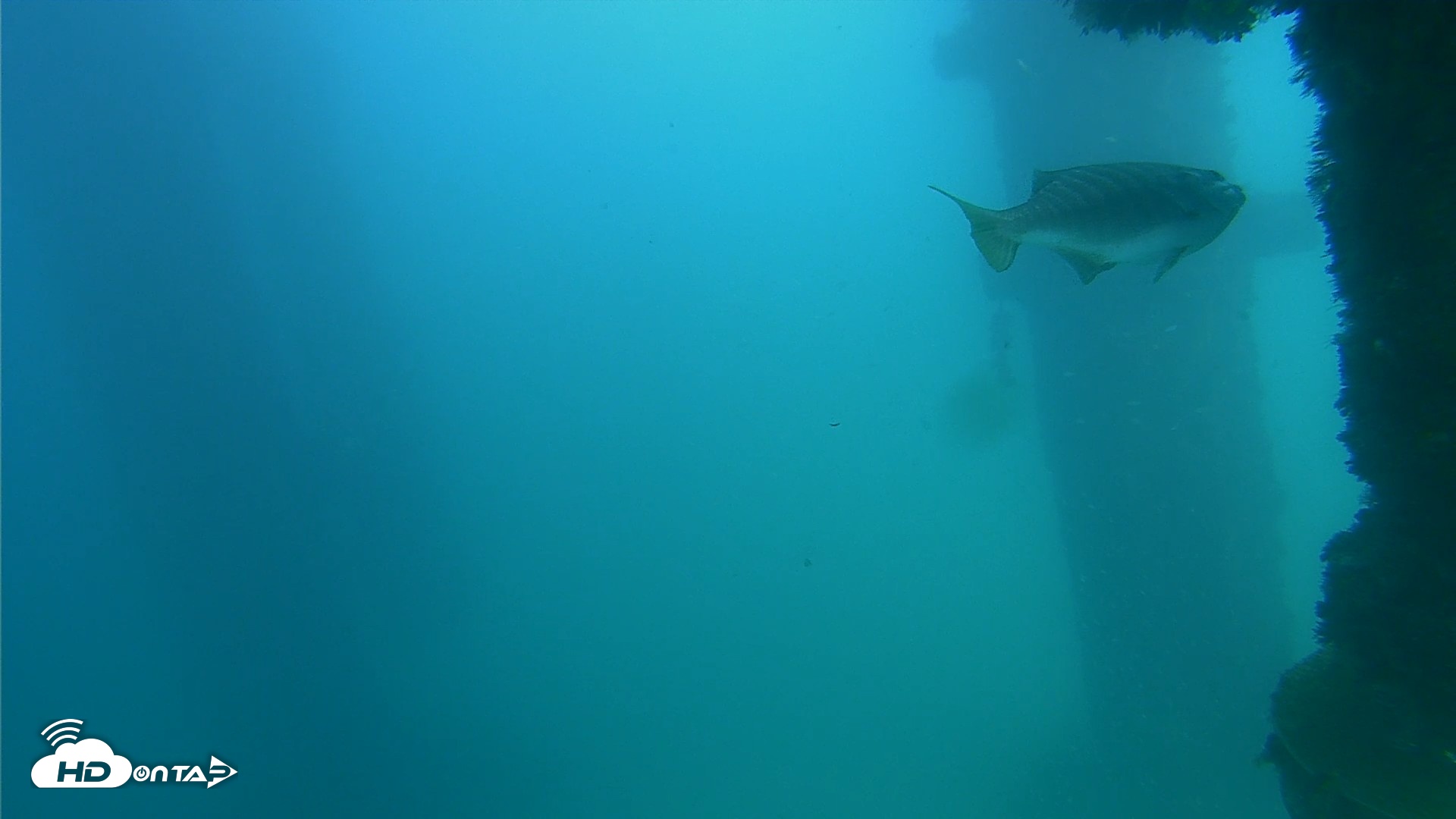 Snapshot of Scripps Pier Underwater Live Webcam taken Oct 2, 2026, 3:27pm PDT