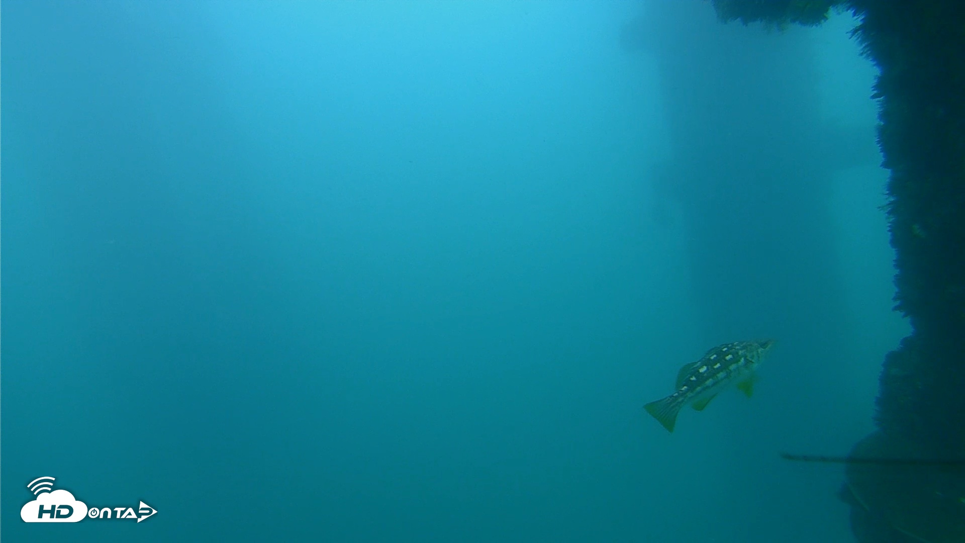 Snapshot of Scripps Pier Underwater Live Webcam taken Sep 29, 2026, 6:09pm PDT