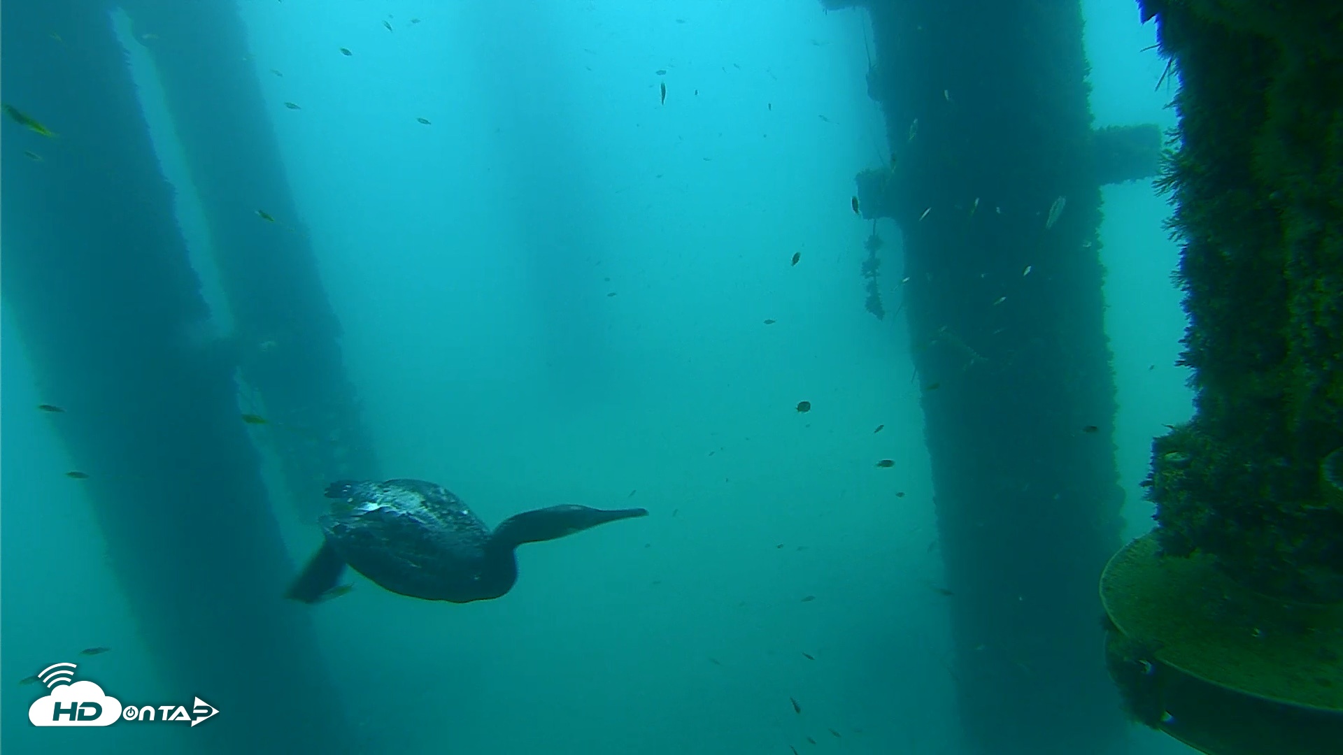 Snapshot of Scripps Pier Underwater Live Webcam taken Aug 27, 2026, 7:42am PDT