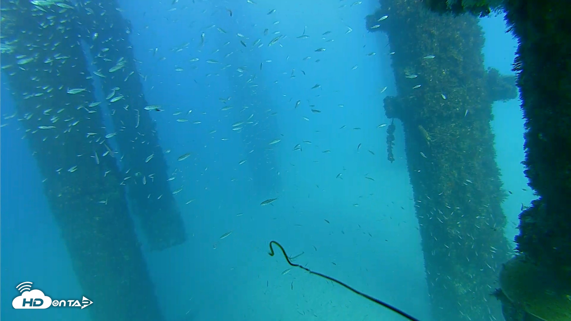 Snapshot of Scripps Pier Underwater Live Webcam taken Oct 7, 2026, 4:42pm PDT