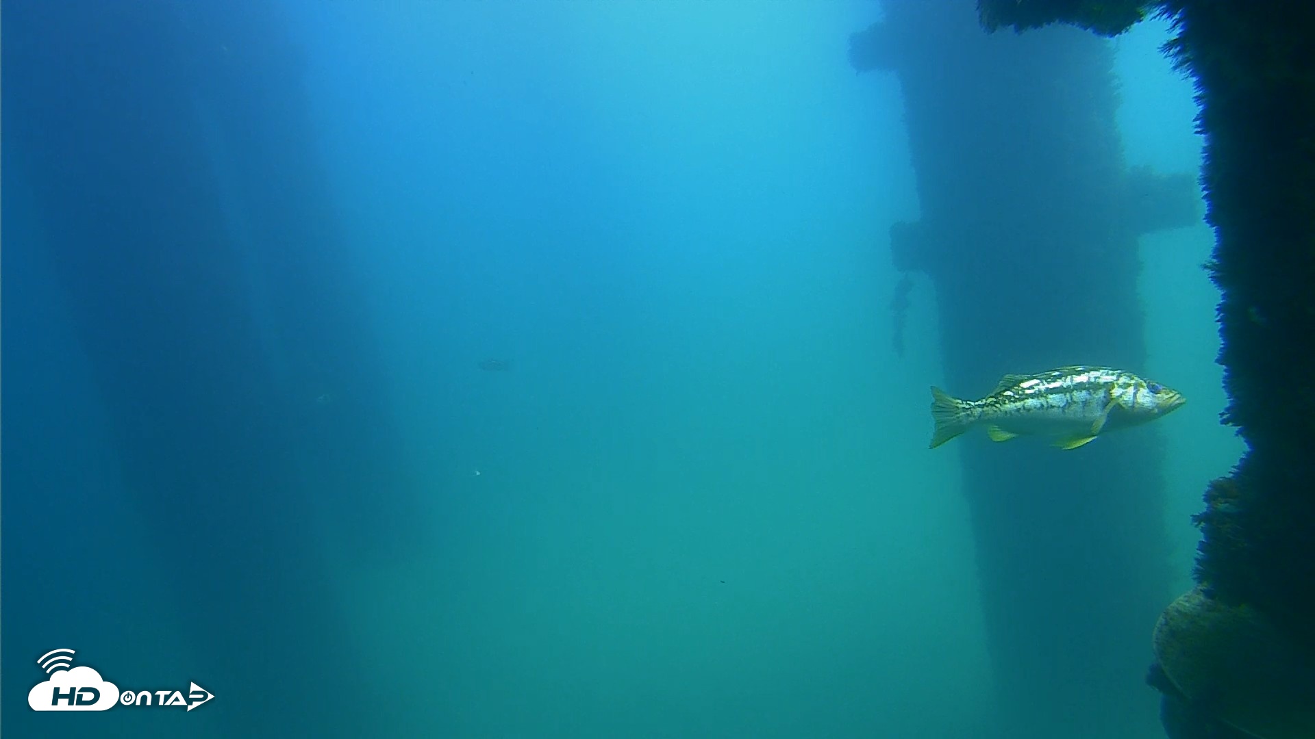 Snapshot of Scripps Pier Underwater Live Webcam taken Sep 22, 2026, 12:59pm PDT