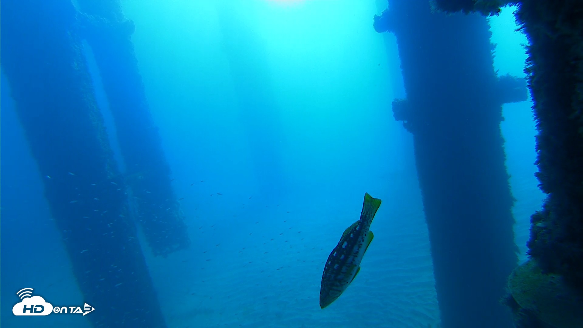 Snapshot of Scripps Pier Underwater Live Webcam taken Oct 5, 2026, 9:19am PDT