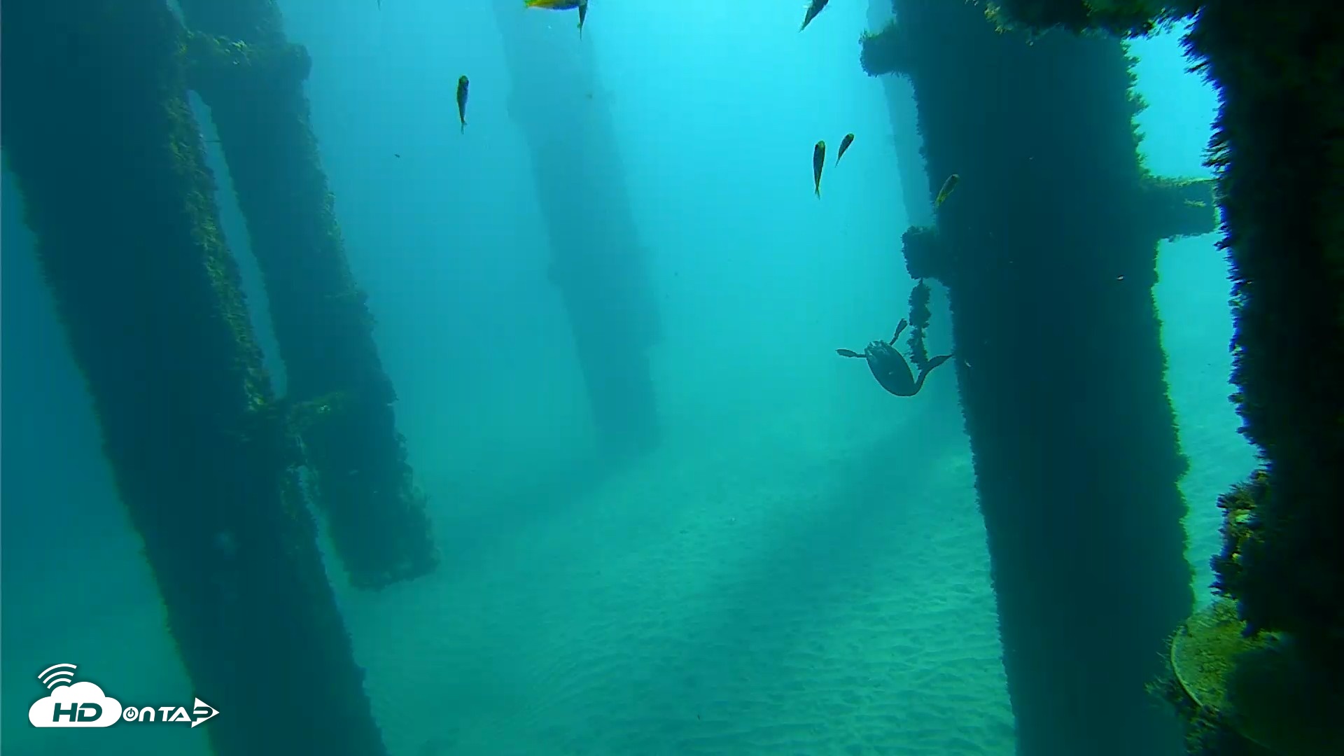 Snapshot of Scripps Pier Underwater Live Webcam taken Oct 7, 2026, 10:04am PDT