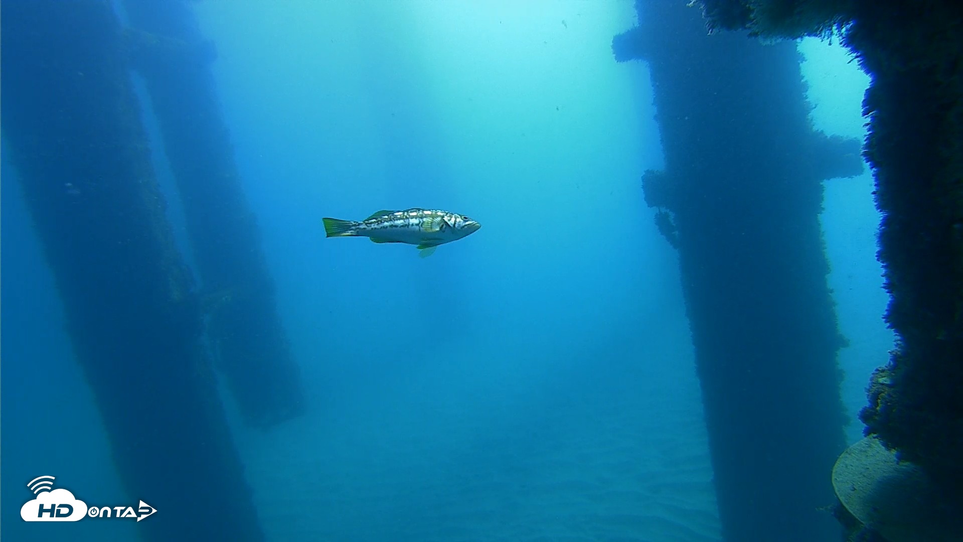 Snapshot of Scripps Pier Underwater Live Webcam taken Oct 21, 2026, 10:05am PDT