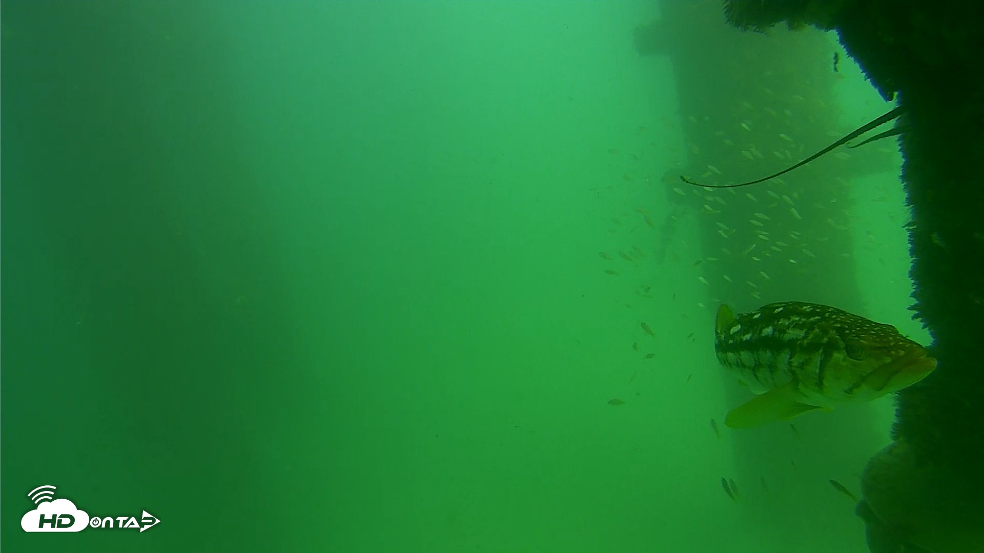 Snapshot of Scripps Pier Underwater Live Webcam taken Sep 18, 2026, 2:56pm PDT