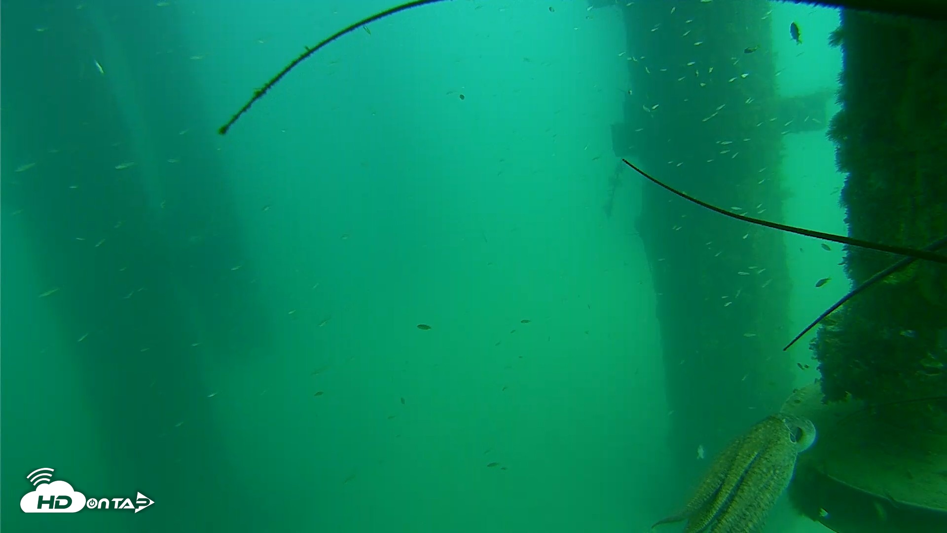 Snapshot of Scripps Pier Underwater Live Webcam taken Aug 14, 2026, 2:40pm PDT