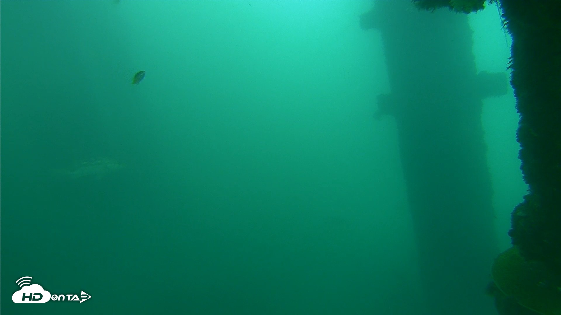 Snapshot of Scripps Pier Underwater Live Webcam taken Oct 11, 2026, 11:53am PDT