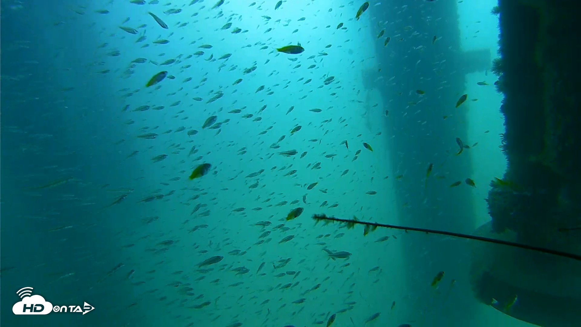Snapshot of Scripps Pier Underwater Live Webcam taken Aug 10, 2026, 10:38am PDT