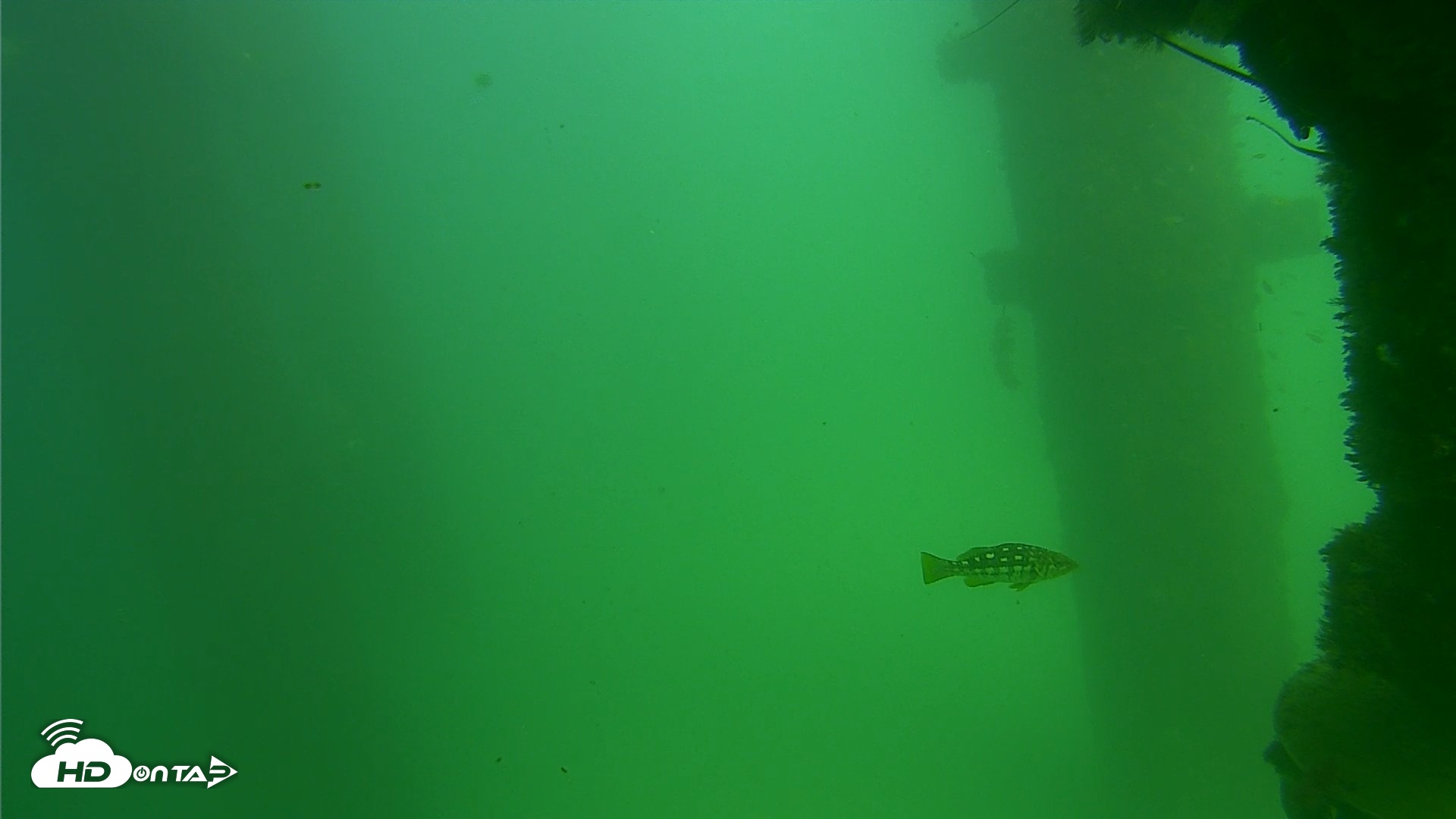 Snapshot of Scripps Pier Underwater Live Webcam taken Sep 18, 2026, 2:52pm PDT