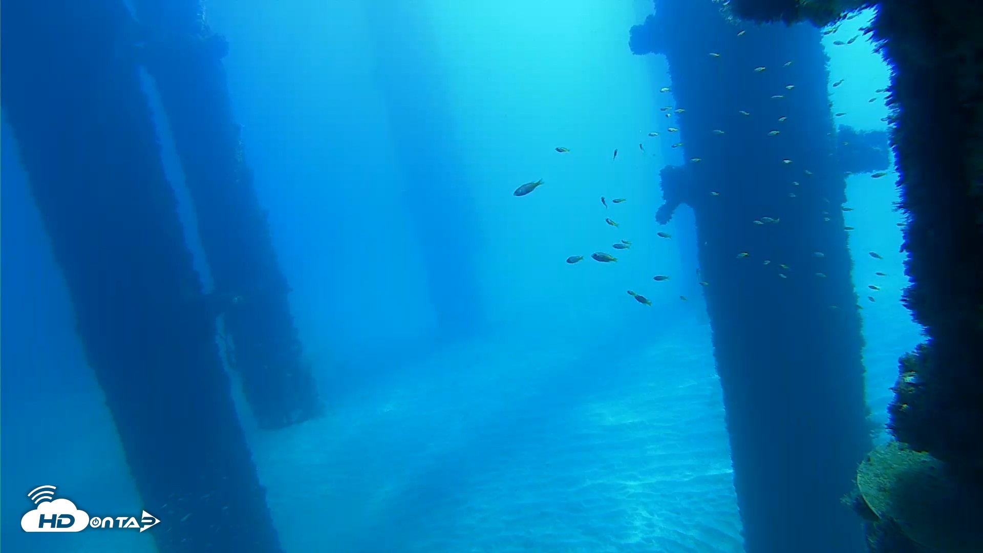 Snapshot of Scripps Pier Underwater Live Webcam taken Oct 5, 2026, 10:46am PDT