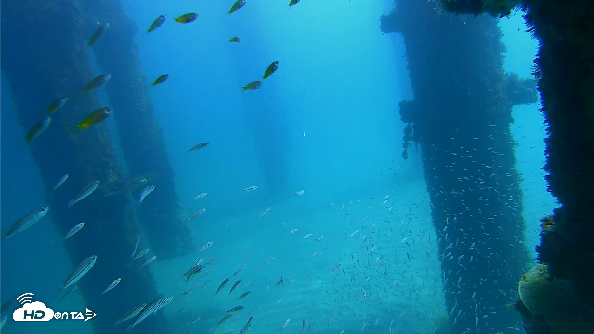 Snapshot of Scripps Pier Underwater Live Webcam taken Oct 6, 2026, 12:11pm PDT