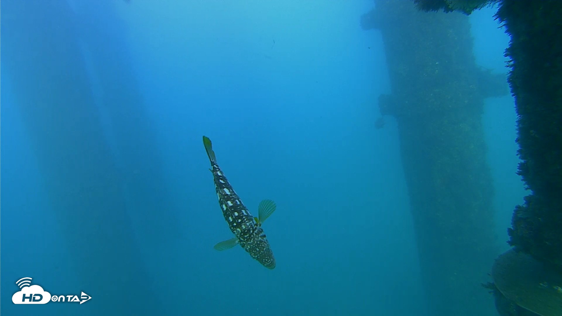 Snapshot of Scripps Pier Underwater Live Webcam taken Oct 13, 2026, 5:19pm PDT