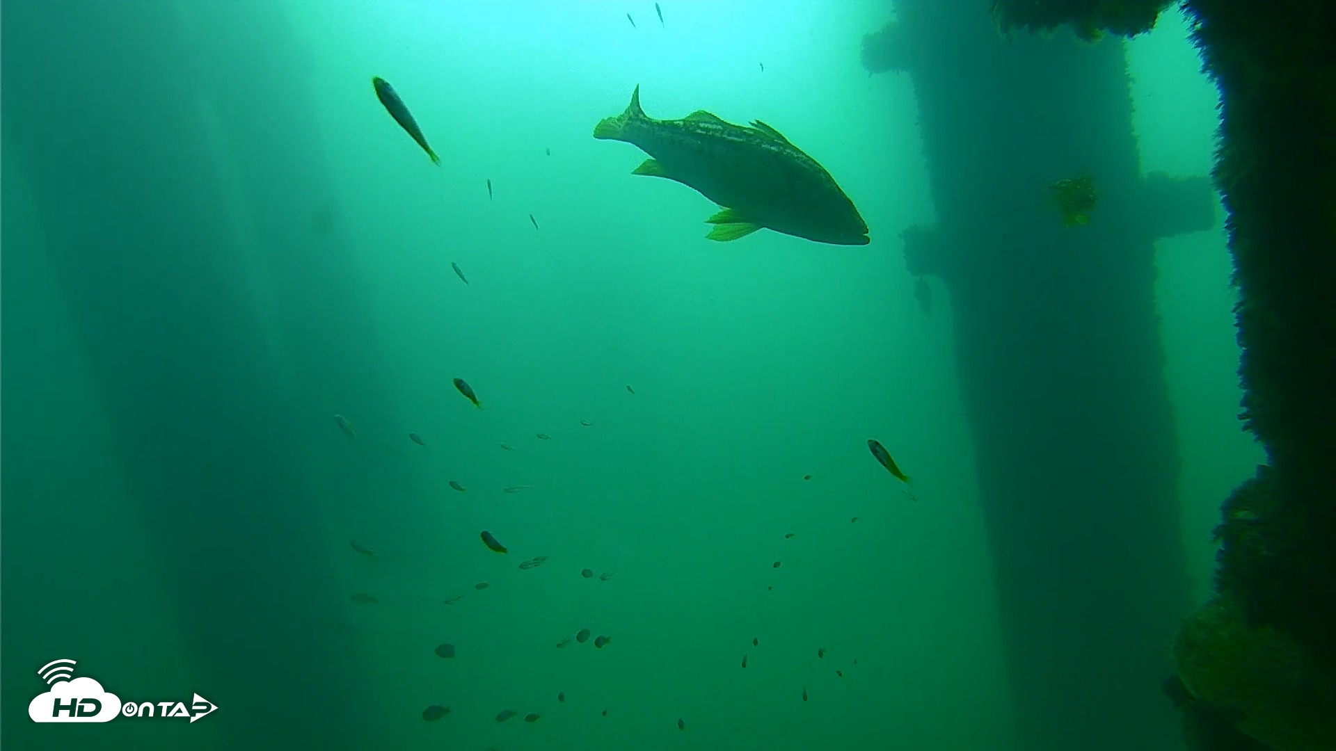 Snapshot of Scripps Pier Underwater Live Webcam taken Sep 23, 2026, 9:27am PDT