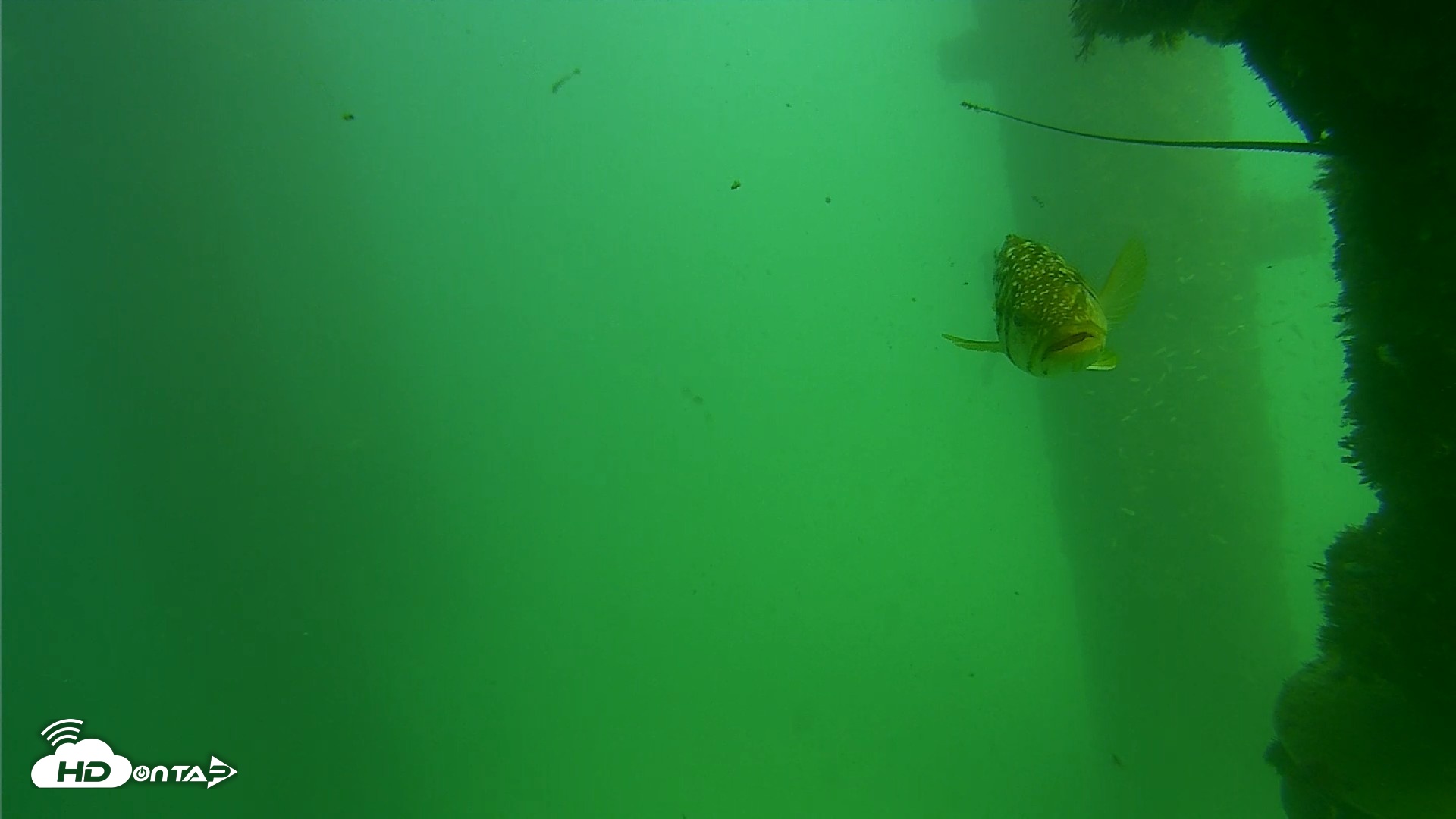 Snapshot of Scripps Pier Underwater Live Webcam taken Sep 18, 2026, 2:47pm PDT