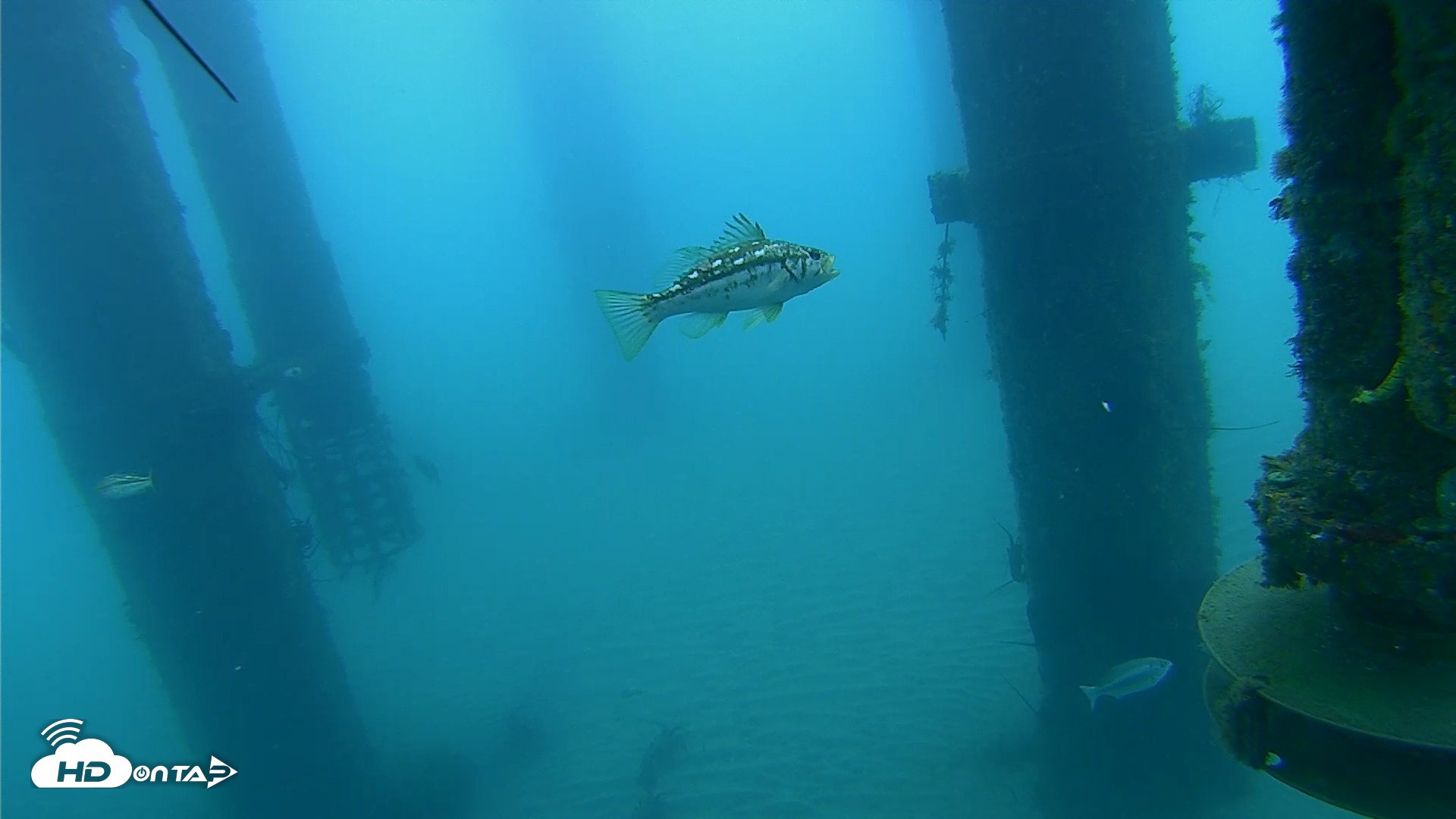 Snapshot of Scripps Pier Underwater Live Webcam taken Aug 6, 2026, 8:58am PDT