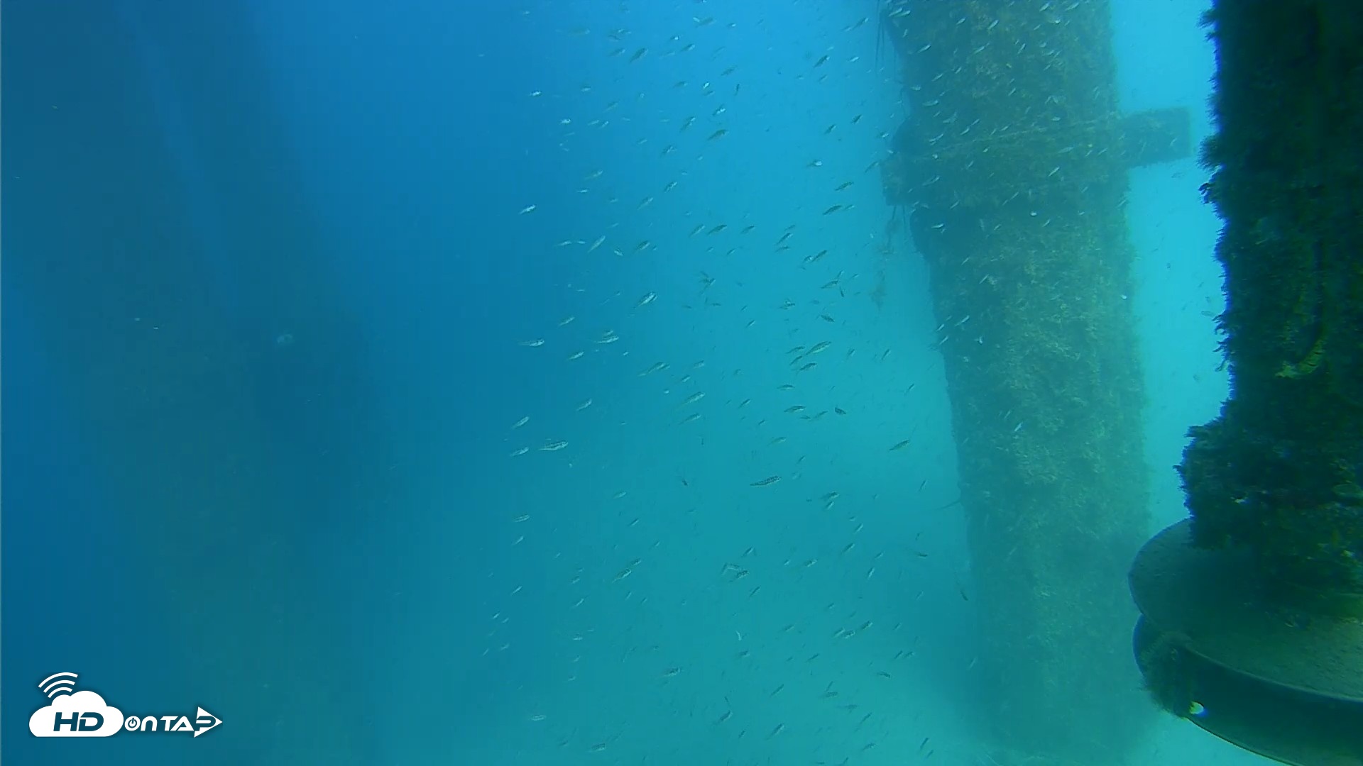 Snapshot of Scripps Pier Underwater Live Webcam taken Aug 7, 2026, 3:45pm PDT