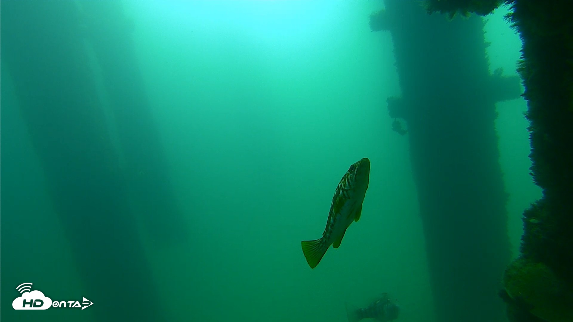 Snapshot of Scripps Pier Underwater Live Webcam taken Sep 23, 2026, 9:34am PDT