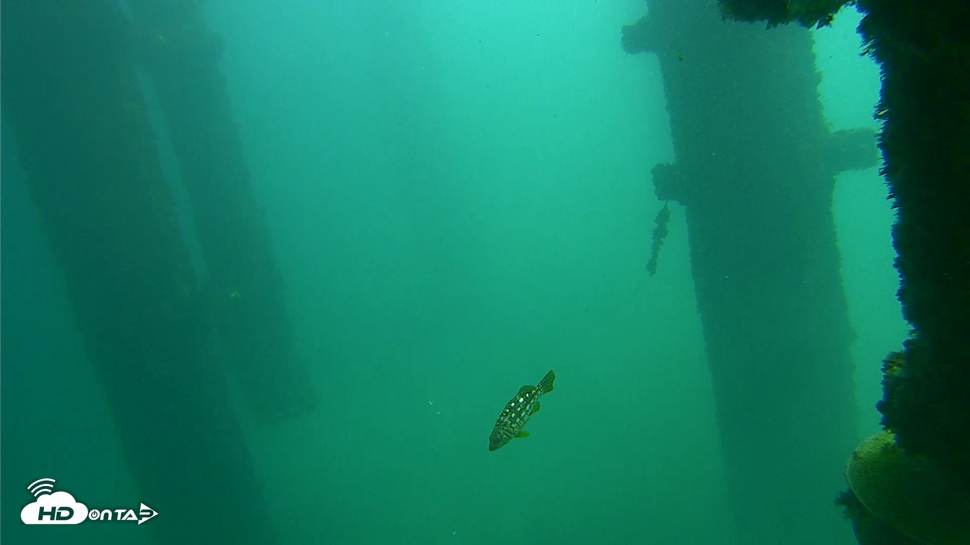 Snapshot of Scripps Pier Underwater Live Webcam taken Oct 8, 2026, 12:14pm PDT
