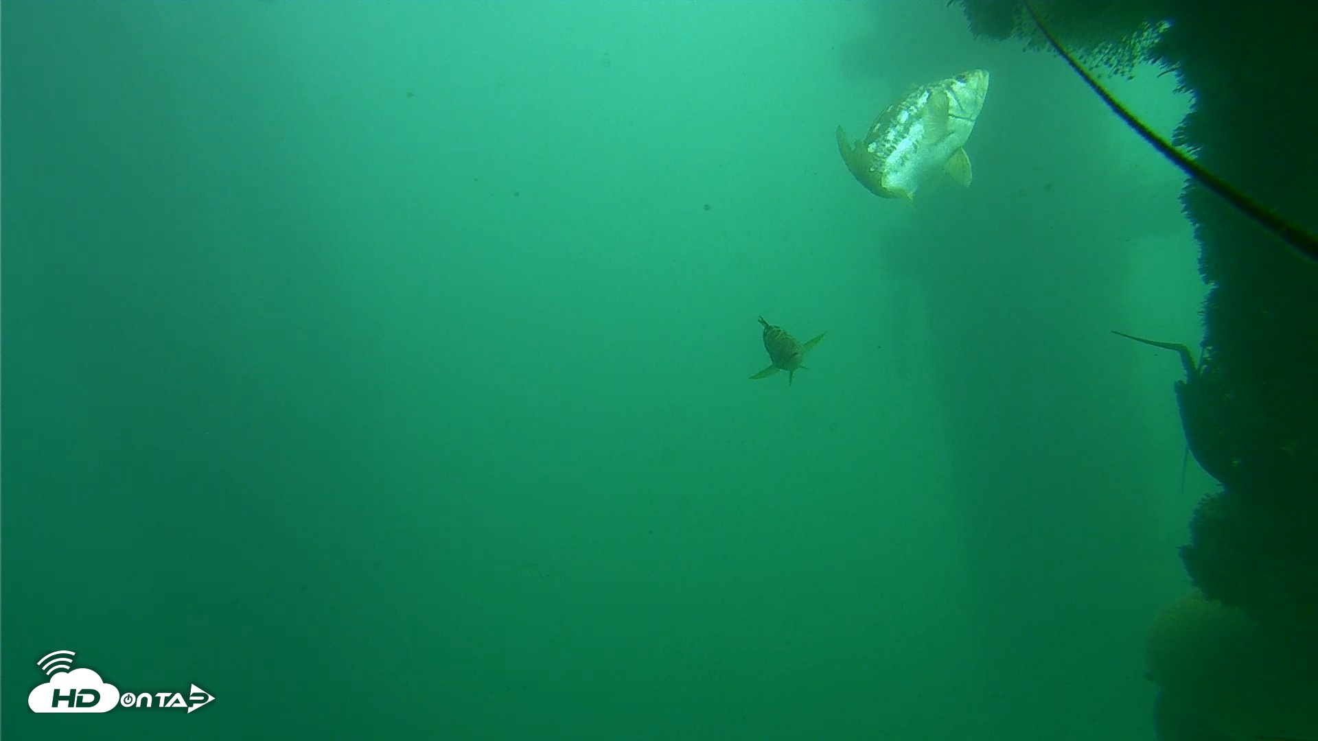 Snapshot of Scripps Pier Underwater Live Webcam taken Oct 23, 2026, 1:04pm PDT