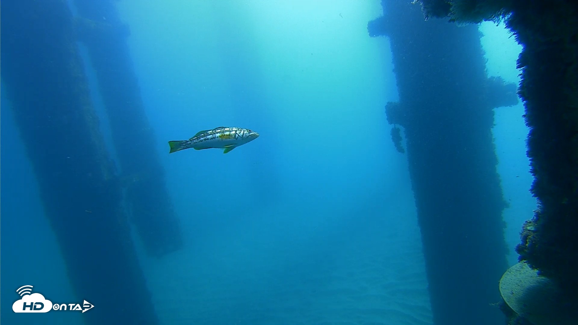 Snapshot of Scripps Pier Underwater Live Webcam taken Oct 21, 2026, 10:05am PDT