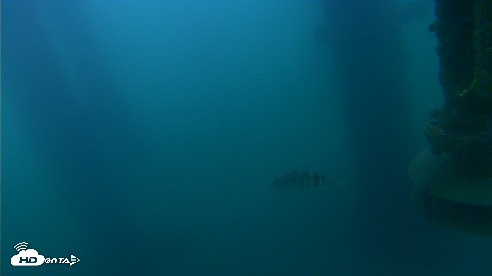 Snapshot of Scripps Pier Underwater Live Webcam taken Jul 15, 2026, 5:53am PDT