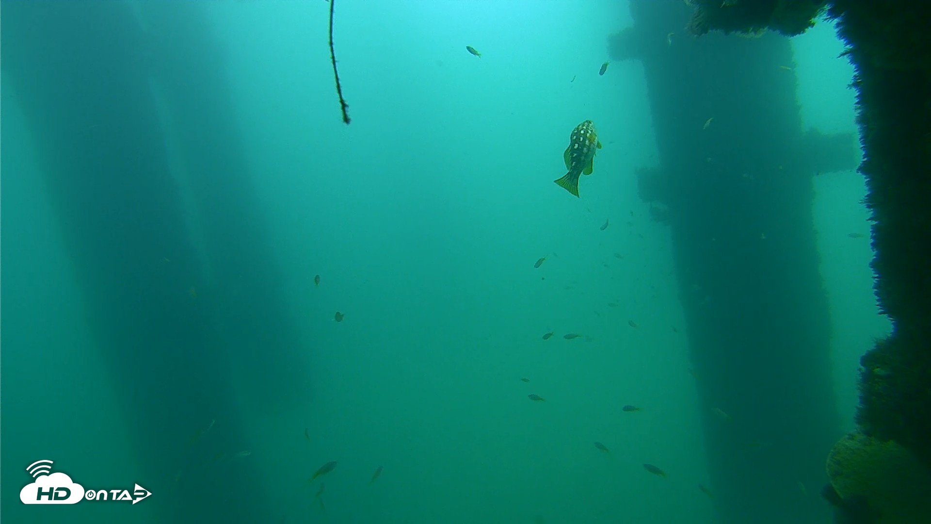 Snapshot of Scripps Pier Underwater Live Webcam taken Sep 18, 2026, 10:47am PDT