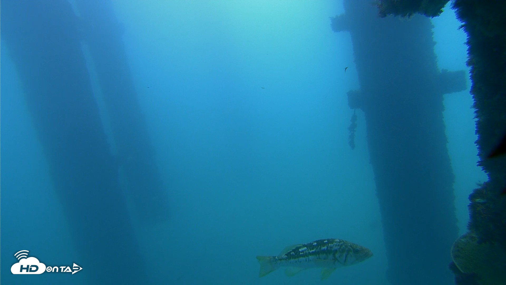 Snapshot of Scripps Pier Underwater Live Webcam taken Sep 16, 2026, 7:38am PDT