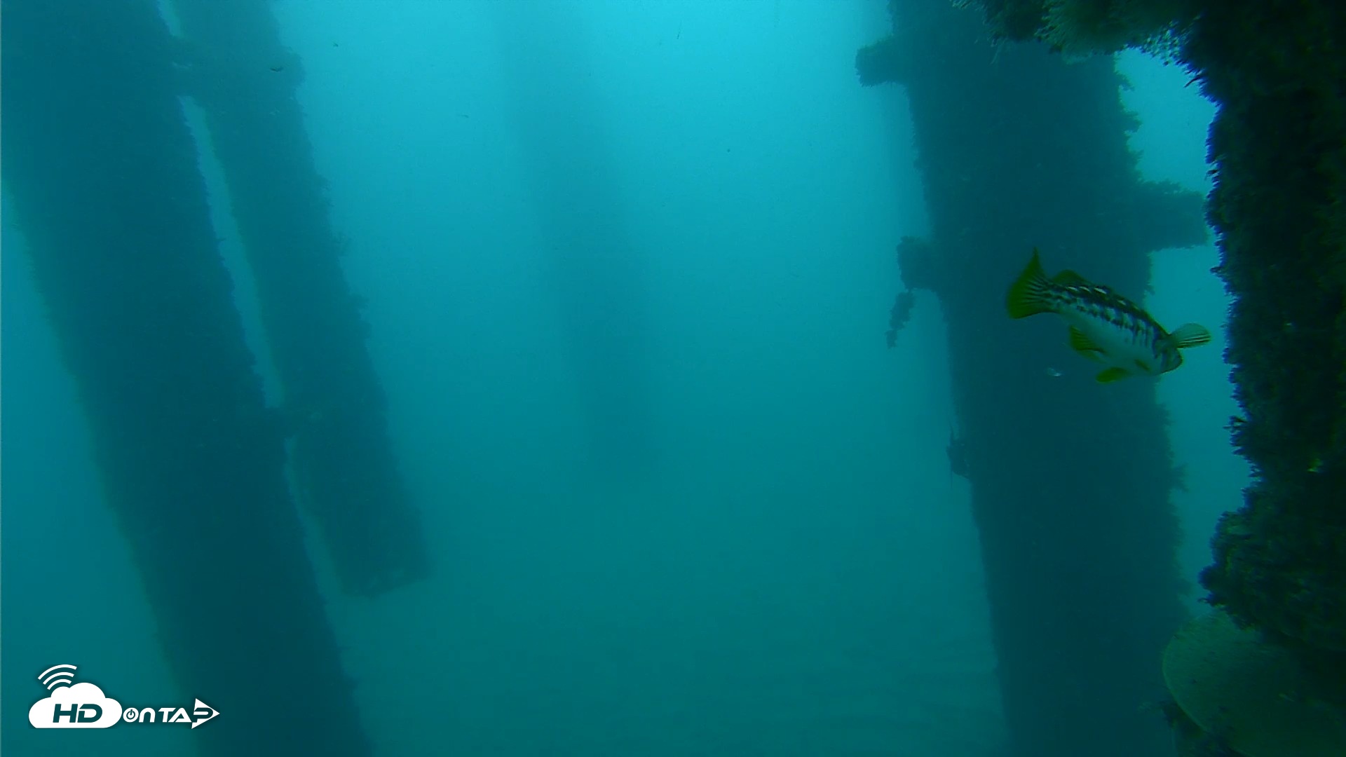 Snapshot of Scripps Pier Underwater Live Webcam taken Oct 21, 2026, 7:17am PDT