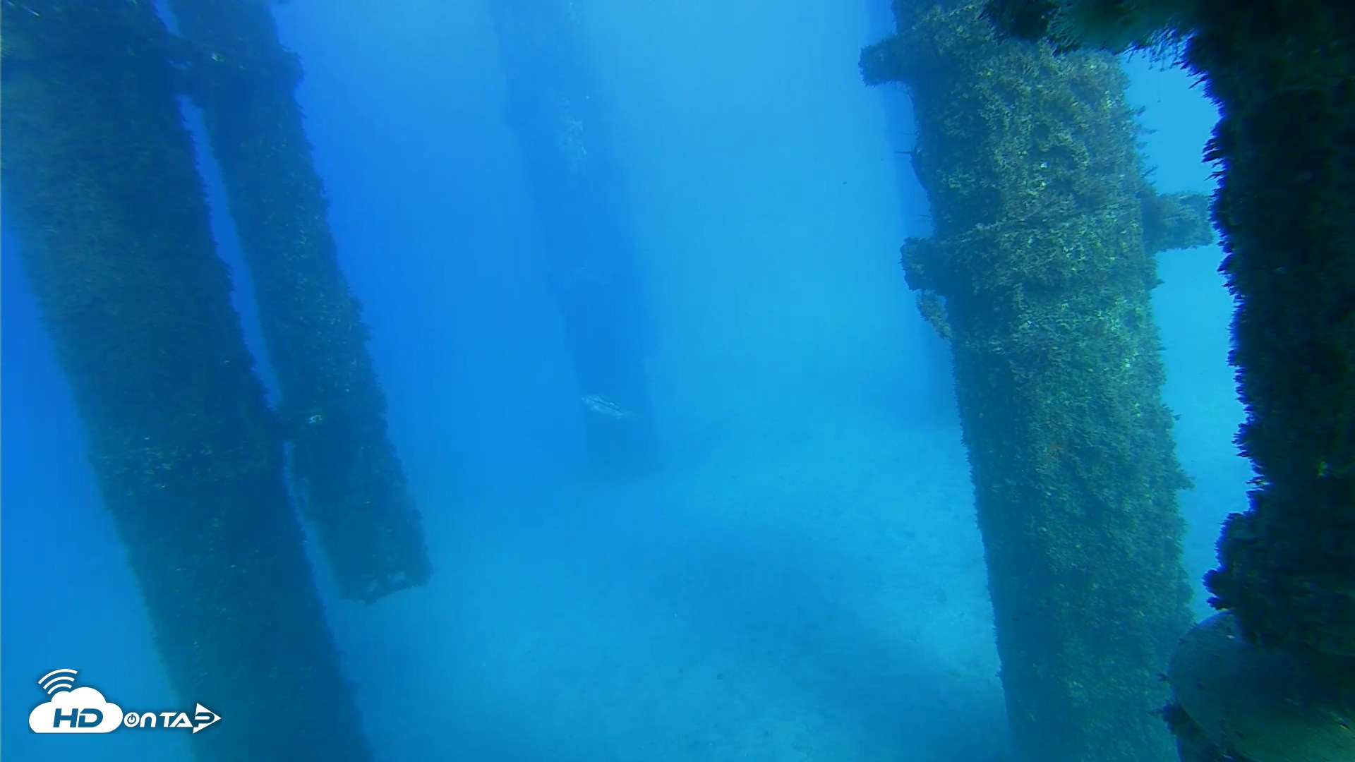 Snapshot of Scripps Pier Underwater Live Webcam taken Oct 19, 2026, 4:32pm PDT